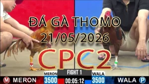 Video phát lại đá gà trực tiếp CPC2 ngày 21052026
