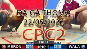 Video phát lại đá gà trực tiếp CPC2 ngày 22052026