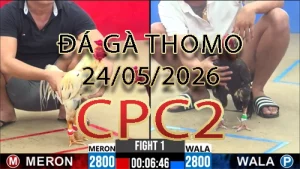 Video phát lại đá gà trực tiếp CPC2 ngày 24052026