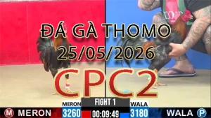 Video phát lại đá gà trực tiếp CPC2 ngày 25052026