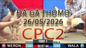 Video phát lại đá gà trực tiếp CPC2 ngày 26052026
