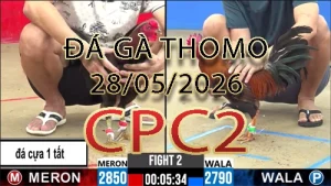 Video phát lại đá gà trực tiếp CPC2 ngày 28052026