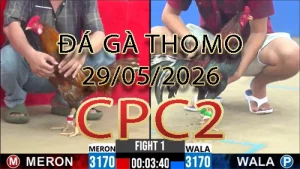 Video phát lại đá gà trực tiếp CPC2 ngày 29052026