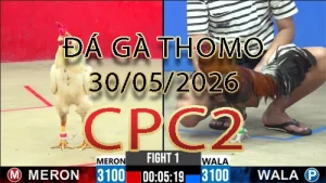 Video phát lại đá gà trực tiếp CPC2 ngày 30052026