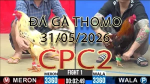 Video phát lại đá gà trực tiếp CPC2 ngày 31052026