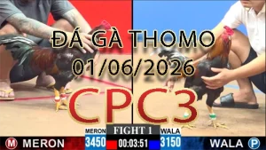 Video phát lại đá gà trực tiếp CPC3 ngày 01062026