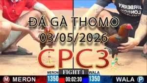 Video phát lại đá gà trực tiếp CPC3 ngày 03052026