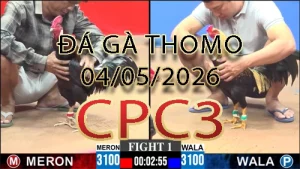 Video phát lại đá gà trực tiếp CPC3 ngày 04052026