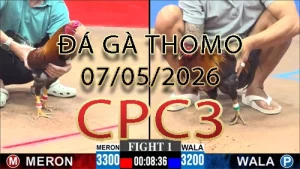 Video phát lại đá gà trực tiếp CPC3 ngày 07052026