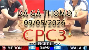 Video phát lại đá gà trực tiếp CPC3 ngày 09052026