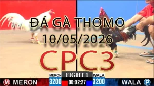 Video phát lại đá gà trực tiếp CPC3 ngày 10052026