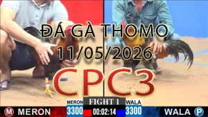 Video phát lại đá gà trực tiếp CPC3 ngày 11052026