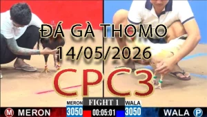 Video phát lại đá gà trực tiếp CPC3 ngày 14052026