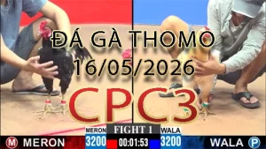 Video phát lại đá gà trực tiếp CPC3 ngày 16052026