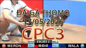 Video phát lại đá gà trực tiếp CPC3 ngày 17052026