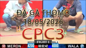 Video phát lại đá gà trực tiếp CPC3 ngày 18052026