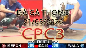 Video phát lại đá gà trực tiếp CPC3 ngày 21052026