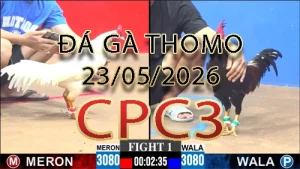 Video phát lại đá gà trực tiếp CPC3 ngày 23052026