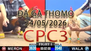 Video phát lại đá gà trực tiếp CPC3 ngày 24052026