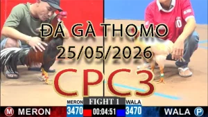 Video phát lại đá gà trực tiếp CPC3 ngày 25052026