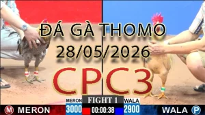 Video phát lại đá gà trực tiếp CPC3 ngày 28052026