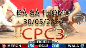 Video phát lại đá gà trực tiếp CPC3 ngày 30052026