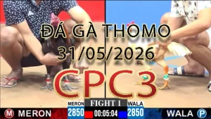Video phát lại đá gà trực tiếp CPC3 ngày 31052026
