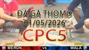 Video phát lại đá gà trực tiếp CPC5 ngày 01052026