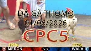 Video phát lại đá gà trực tiếp CPC5 ngày 01062026
