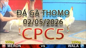 Video phát lại đá gà trực tiếp CPC5 ngày 02052026