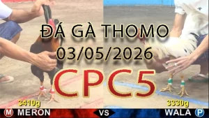 Video phát lại đá gà trực tiếp CPC5 ngày 03052026