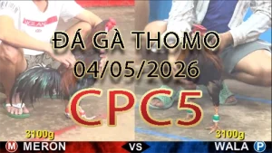 Video phát lại đá gà trực tiếp CPC5 ngày 04052026