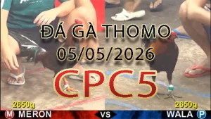 Video phát lại đá gà trực tiếp CPC5 ngày 05052026