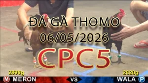 Video phát lại đá gà trực tiếp CPC5 ngày 06052026