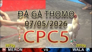 Video phát lại đá gà trực tiếp CPC5 ngày 07052026