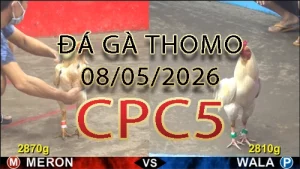 Video phát lại đá gà trực tiếp CPC5 ngày 08052026