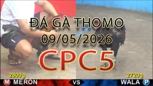 Video phát lại đá gà trực tiếp CPC5 ngày 09052026