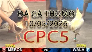 Video phát lại đá gà trực tiếp CPC5 ngày 10052026