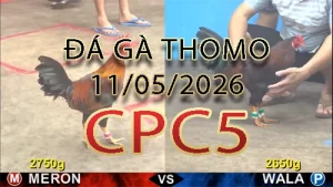 Video phát lại đá gà trực tiếp CPC5 ngày 11052026