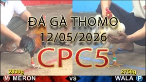 Video phát lại đá gà trực tiếp CPC5 ngày 12052026