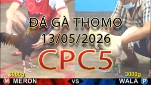 Video phát lại đá gà trực tiếp CPC5 ngày 13052026