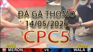 Video phát lại đá gà trực tiếp CPC5 ngày 14052026