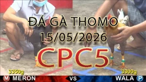 Video phát lại đá gà trực tiếp CPC5 ngày 15052026
