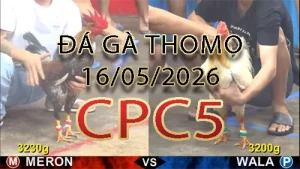 Video phát lại đá gà trực tiếp CPC5 ngày 16052026