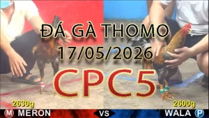 Video phát lại đá gà trực tiếp CPC5 ngày 17052026