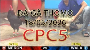 Video phát lại đá gà trực tiếp CPC5 ngày 18052026