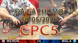 Video phát lại đá gà trực tiếp CPC5 ngày 19052026