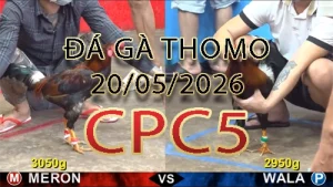 Video phát lại đá gà trực tiếp CPC5 ngày 20052026