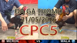 Video phát lại đá gà trực tiếp CPC5 ngày 21052026