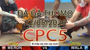 Video phát lại đá gà trực tiếp CPC5 ngày 22052026